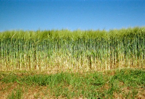 Sommer Feld Getreide