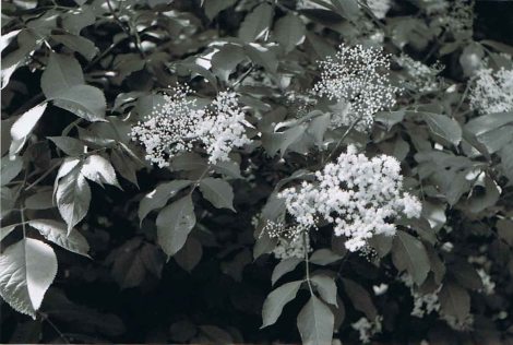 Holunderblüten Holler schwarz weiß