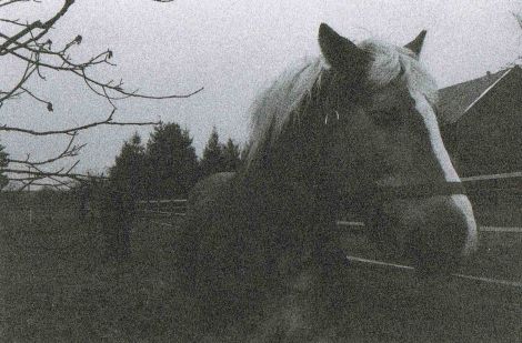 6 Horse blackwhite Pferdekoppel