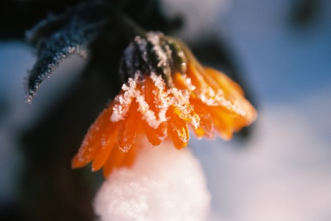 Ringelblume Calendula im Schnee (Medium)