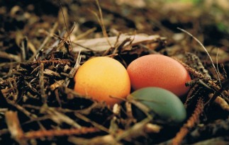 15 Ostereier Eier faerben